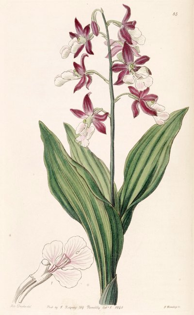 Calanthe discolor by Miss Drake